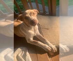 Small #1 Mutt
