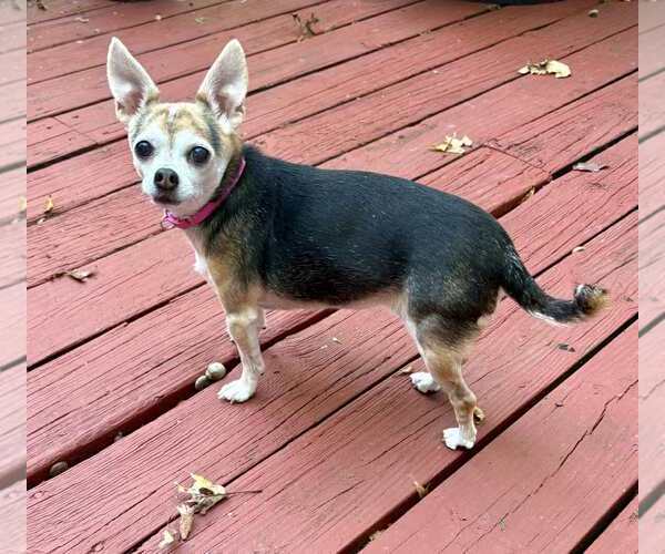 Medium Photo #38 Chihuahua-Unknown Mix Puppy For Sale in Boonton, NJ, USA