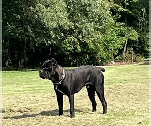 Father of the Cane Corso puppies born on 08/22/2022