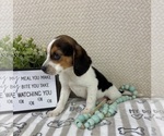 Small #3 Beagle