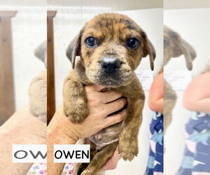Catahoula Leopard Dog-Labrador Retriever Mix Dogs for adoption in GILBERTS, IL, USA