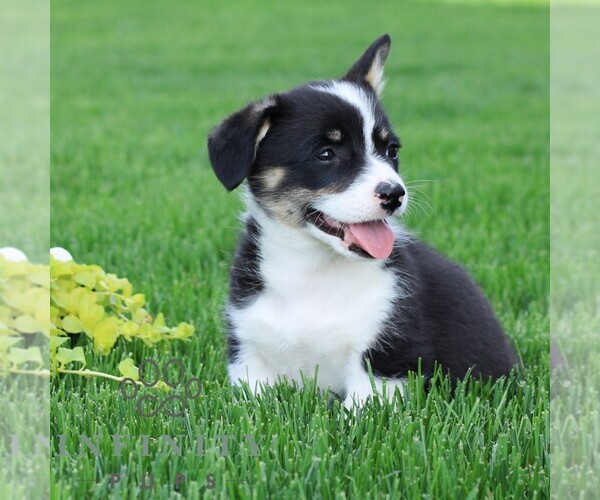 Medium Photo #3 Pembroke Welsh Corgi Puppy For Sale in PALMYRA, PA, USA
