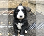 Small Photo #3 Aussiedoodle-Poodle (Standard) Mix Puppy For Sale in COMMERCE, MI, USA