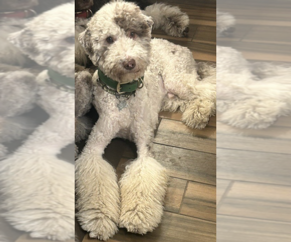 Medium Photo #1 Goldendoodle Puppy For Sale in BEND, OR, USA