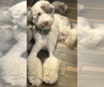 Small Photo #1 Goldendoodle Puppy For Sale in BEND, OR, USA