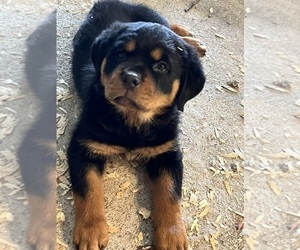Rottweiler Puppy for sale in BULLS GAP, TN, USA