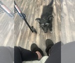 Small Photo #1 Poodle (Miniature) Puppy For Sale in RANCHO CORDOVA, CA, USA
