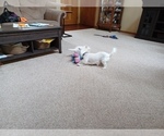 Small Photo #16 West Highland White Terrier Puppy For Sale in HAM LAKE, MN, USA