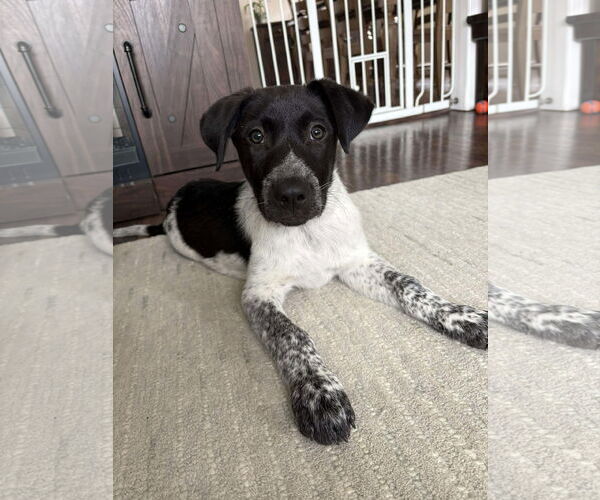 Medium Photo #2 Pointer-Unknown Mix Puppy For Sale in Rockaway, NJ, USA