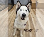 Small Siberian Husky
