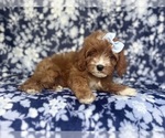 Small #8 Cavapoo
