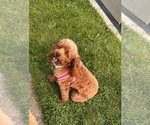 Small Photo #1 Cavapoo (Miniature) Puppy For Sale in BERKLEY, MI, USA