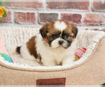 Small #10 Shih Tzu