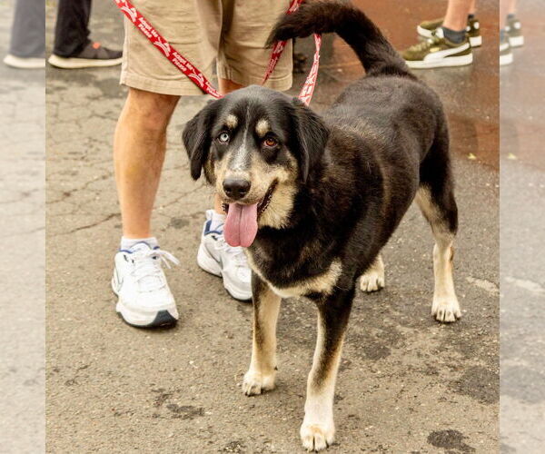 Medium Photo #7 Labrador Retriever-Unknown Mix Puppy For Sale in Canton, CT, USA