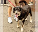 Small #6 Labrador Retriever Mix