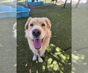 Labrador Retriever-Unknown Mix Dogs for adoption in Downey, CA, USA