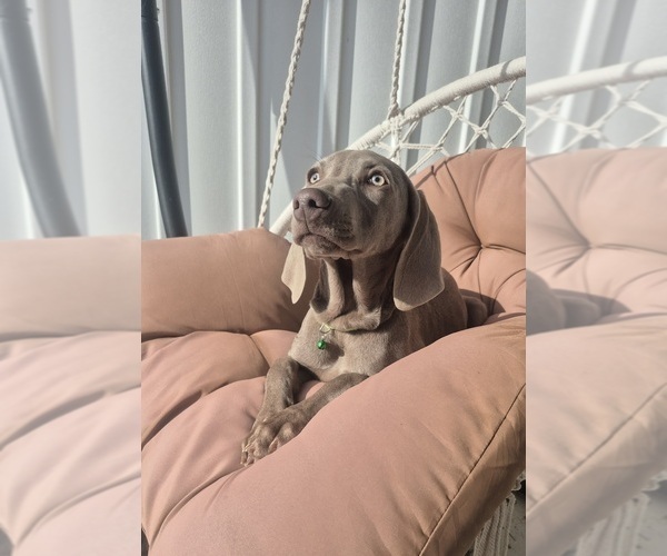 Medium Photo #30 Weimaraner Puppy For Sale in LEWISBURG, KY, USA