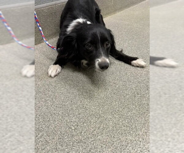 Medium Photo #1 Border Collie-Unknown Mix Puppy For Sale in Las Vegas, NV, USA