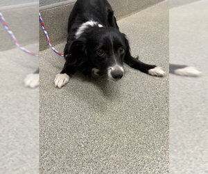 Border Collie-Unknown Mix Dogs for adoption in Las Vegas, NV, USA