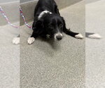 Small Border Collie Mix