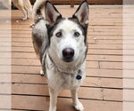 Small Siberian Husky