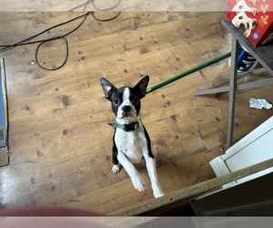 Boston Terrier Puppy for sale in FITCHBURG, MA, USA