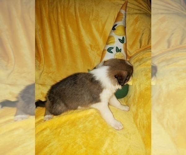 Medium Photo #9 Border Collie Puppy For Sale in AIKEN, SC, USA