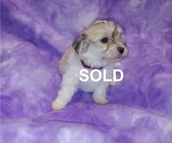 Medium Photo #2 Havachon Puppy For Sale in WINSTON SALEM, NC, USA