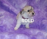 Small Photo #2 Havachon Puppy For Sale in WINSTON SALEM, NC, USA