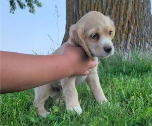 Medium Cocker Spaniel