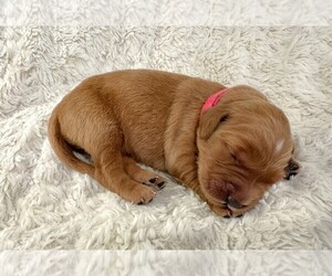 Medium Golden Retriever