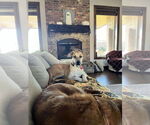Small #1 Great Dane Mix