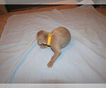 Small Photo #9 Weimaraner Puppy For Sale in LAS ANIMAS, CO, USA