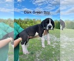 Puppy Dark Green Boy Great Dane