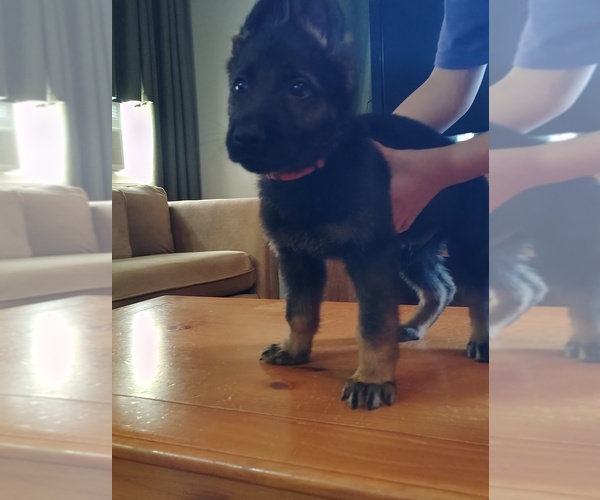 Medium Photo #6 German Shepherd Dog Puppy For Sale in DAYTON, OH, USA