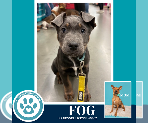 Medium Photo #6 Labrador Retriever-Unknown Mix Puppy For Sale in Kimberton, PA, USA