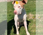 Small #3 American Pit Bull Terrier Mix