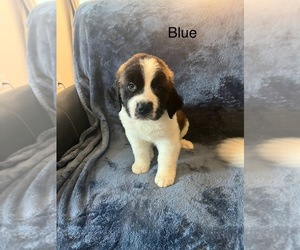 Saint Bernard Puppy for sale in WENDELL, NC, USA