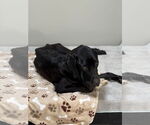Small #11 Labrador Retriever Mix