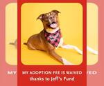 Small #8 Boxer-Catahoula Leopard Dog Mix