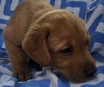 Small #10 Labrador Retriever