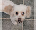 Small #2 Cavachon