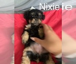 Puppy 2 Poodle (Miniature)-Shorkie Tzu Mix