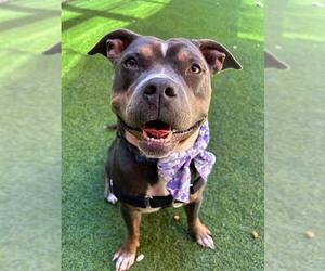 Mutt Dogs for adoption in San Francisco, CA, USA