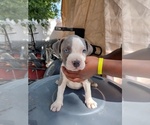 Small Photo #9 American Pit Bull Terrier Puppy For Sale in BALTIMORE, MD, USA