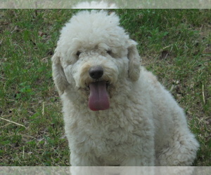 Father of the Goldendoodle (Miniature) puppies born on 11/17/2023