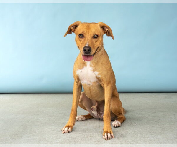 Medium Photo #3 Retriever -Unknown Mix Puppy For Sale in Pasadena, CA, USA