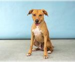 Small #2 Retriever  Mix