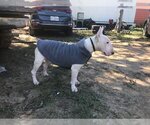 Small Photo #2 Bull Terrier Puppy For Sale in Rockdale, TX, USA