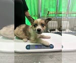 Small #3 Australian Shepherd Mix